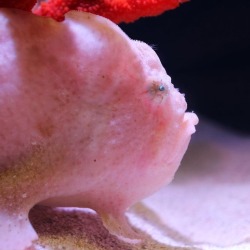 neaq:  Ocellated frogfish may have the grumpiest of grumpy fish faces. See this fella in the Yawkey Coral Reef Center at the top of the Giant Ocean Tank. It might just put a smile on your face! (at New England Aquarium)