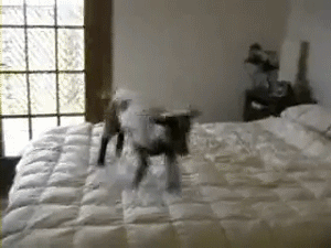 my-teen-quote:  babyanimalposts:  feeling sad? you need this blog on your dash!