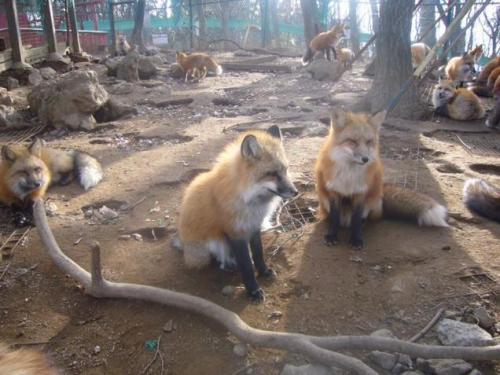 catsbeaversandducks:You Can Experience Fox Heaven in JapanOpened in 1990 and located in Miyagi Prefe