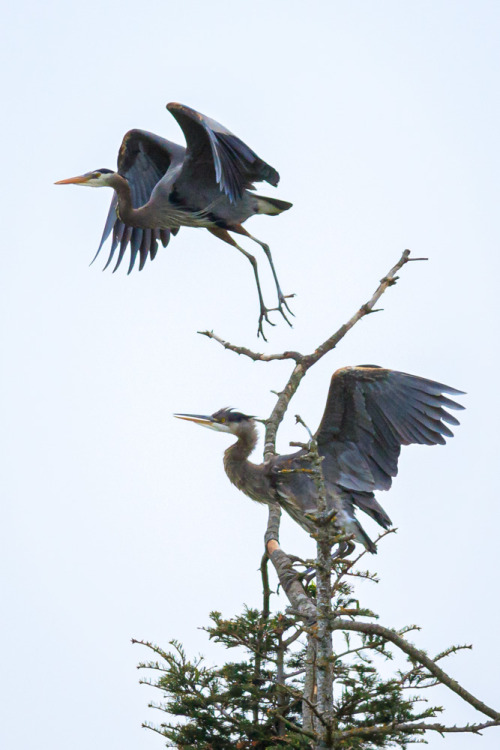 Great Blue Herons taking flight in Campbell River BC.