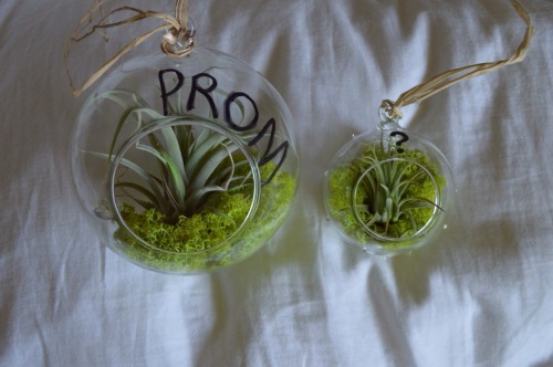 thrustfully:  funflowur:  pacific-breeeze:  rhocketship:  uncacti:  distrustingly:  ya hey this happened yesterday  OMG  this is adorable omg  aw  This is perfect you can have it forever  this is so perfect  