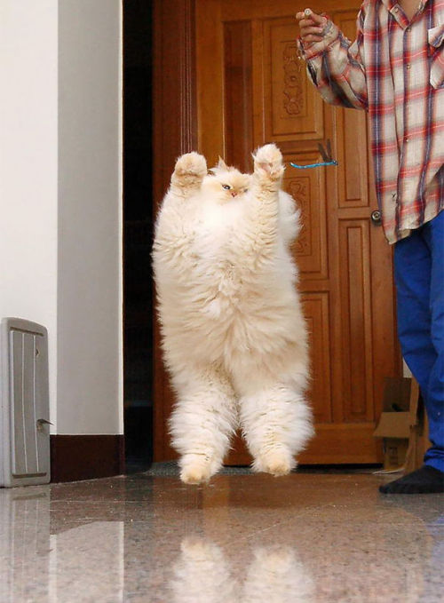 askfordoodles: awesome-picz: The Fluffiest Cats In The World. This is exactly the kind of floof ther
