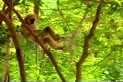 funnywildlife:  Monkey hilariously taunts