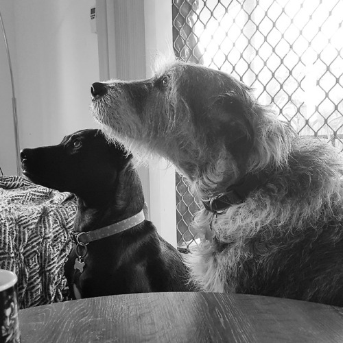 Two dogs who just want some bagel