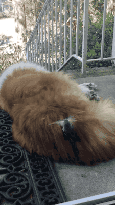 knightoftaurus:  aviculor:  dendritic-trees:  [A large and fluffy dog is sleeping on a porch. A tiny grey bird is bouncing around on the dog, stealing its fur.  Its tiny beak is full of dog floof.  The dog is totally still and does not appear to have