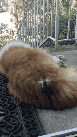 knightoftaurus:aviculor:dendritic-trees:[A large and fluffy dog is sleeping on a porch. A tiny grey 