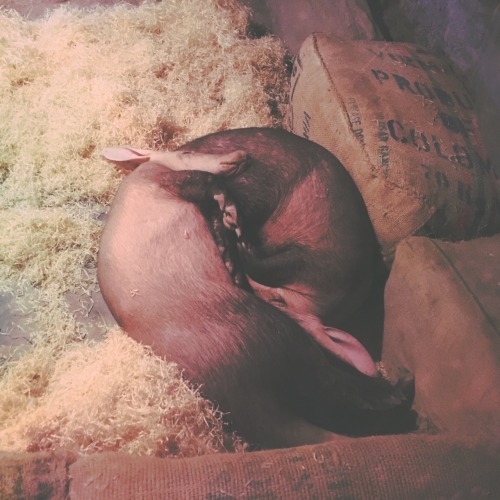 megageorgeous: Creepy-cute sleeping aardvarks