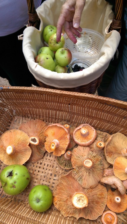 Saffron caps (Lactarius deliciosus) and wild apples with some lovely Swiss folks.