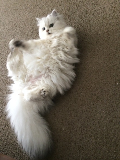 animalsdancing:Doing rolly pollys and pretending to clean herself