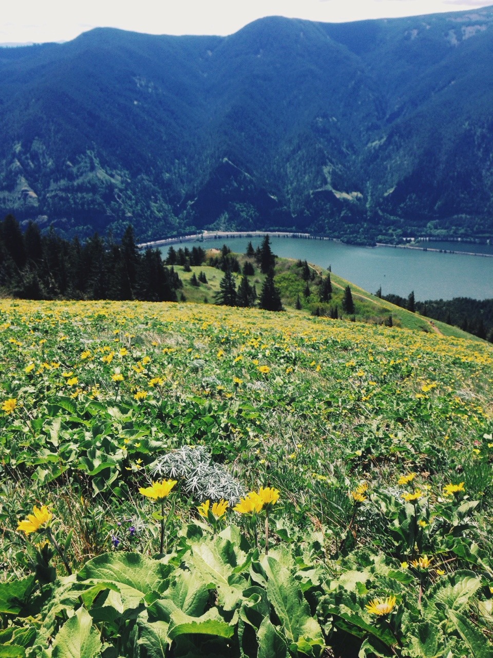 wendesgray:  Dog Mountain wildflowers 