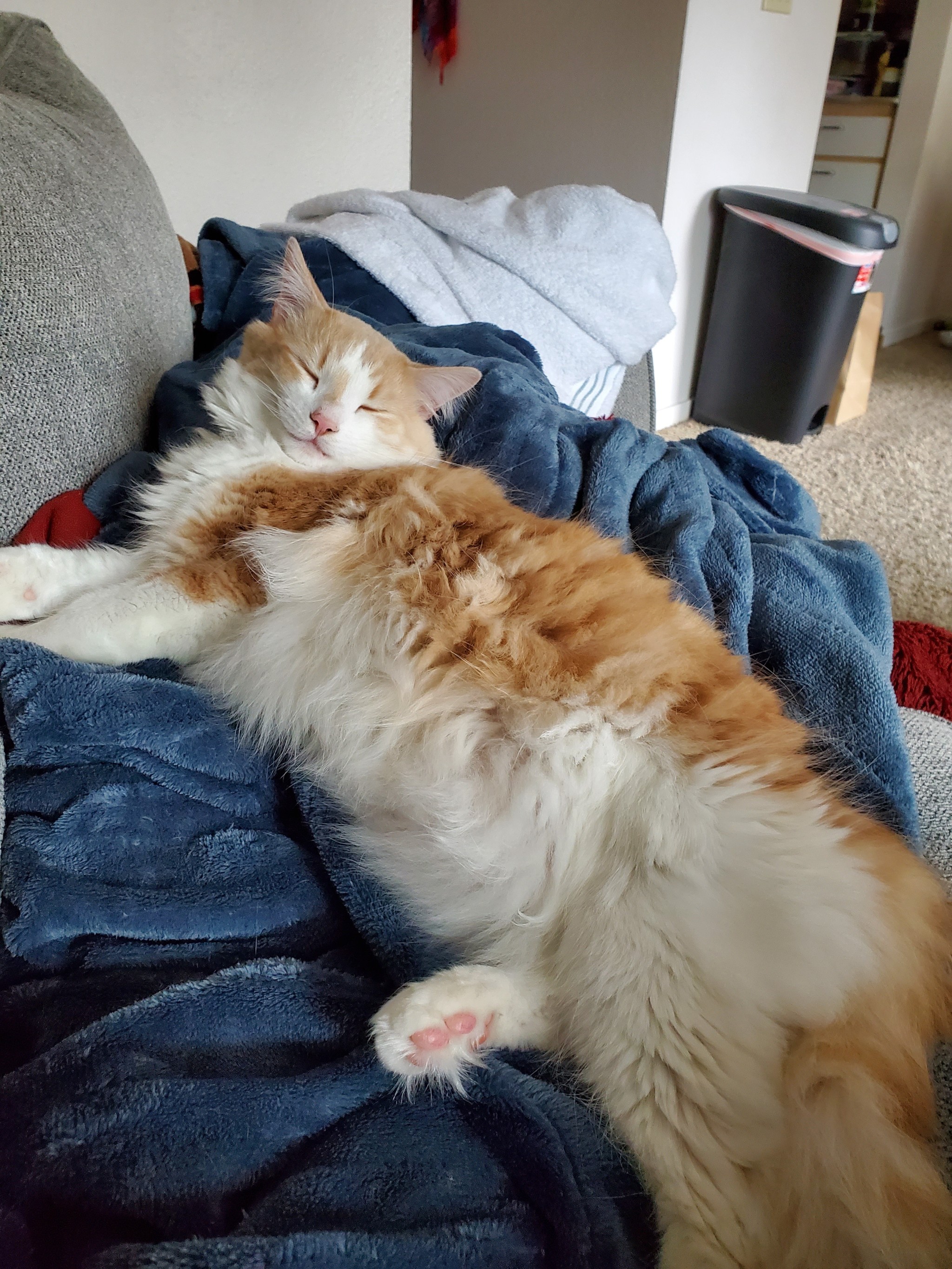 granddyke:enough bitching for now here is mr milo  toasted marshmallow extraordinaire