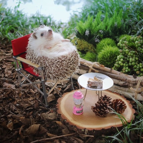 ouyangdan: youkaiyume:  shanalogic:  mymodernmet: Pygmy Hedgehog Packs His Tiny Bags and Goes Campin