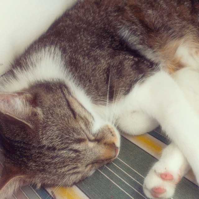 Lazy like a cat. #sleep #cat #lazy #relax #cute... - Omelly