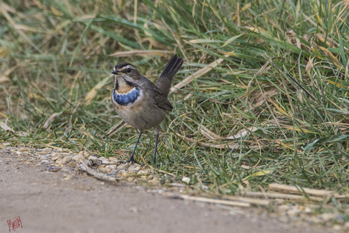 First winter Bluethroat, they normally pass through the UK here, but this one has remained in Lincol