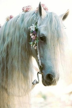 oliviatheelf:  Fairy Tale Horse by Titania7Z 