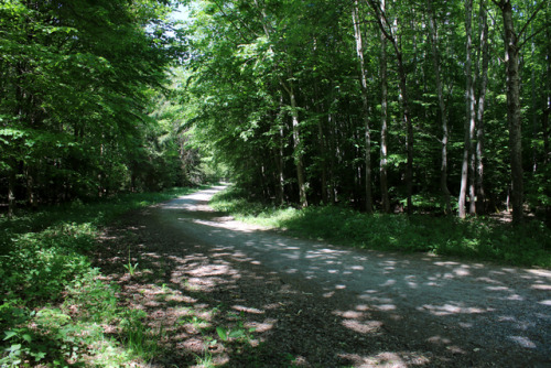  a round in the woods 