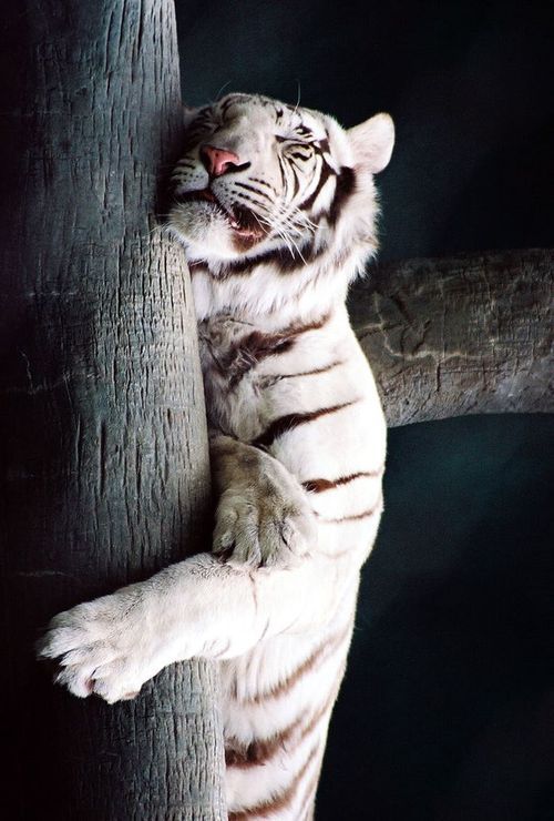 brutalgeneration:  Tumblr on We Heart It - http://weheartit.com/entry/63252300/