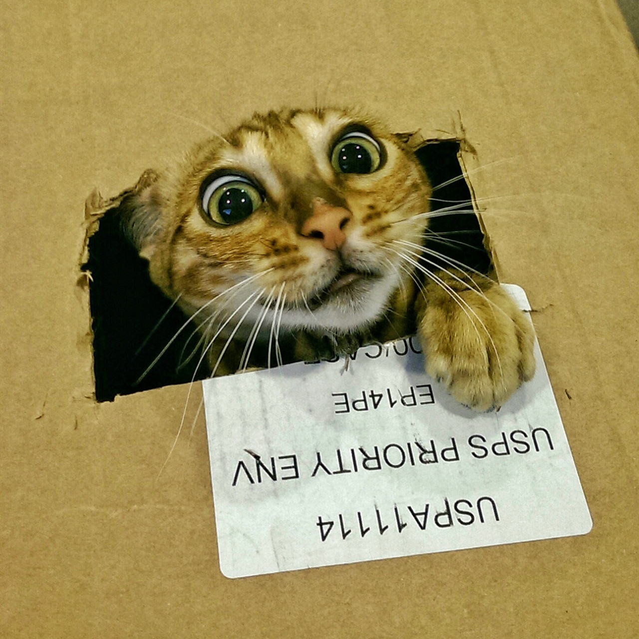 catsbeaversandducks:  10 Cats That Just Found The Perfect Box &ldquo;Oh my sweet