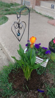 I went back to Lowe&rsquo;s for a black lily but they ran out and orange looks good next to those purple petunias anyways ☺💜