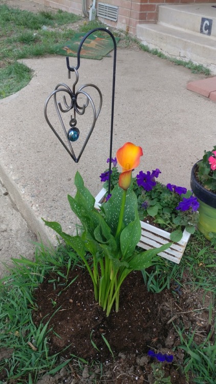 I went back to Lowe’s for a black lily but they ran out and orange looks good next to those purple petunias anyways ☺💜