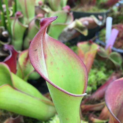 I love the gentle, sophisticated curves of this Heliamphora pitcher and it’s nectar spoon.