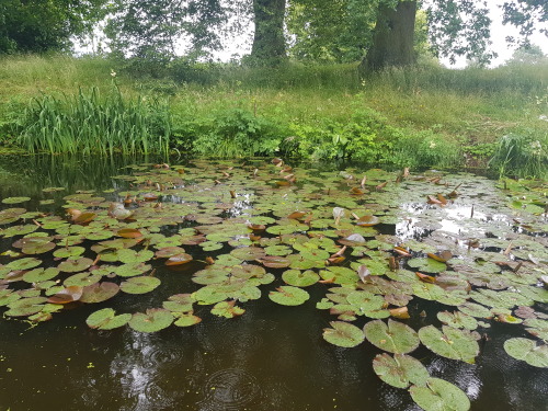 fairmaidnelly:  🐸🌱🌳🌿