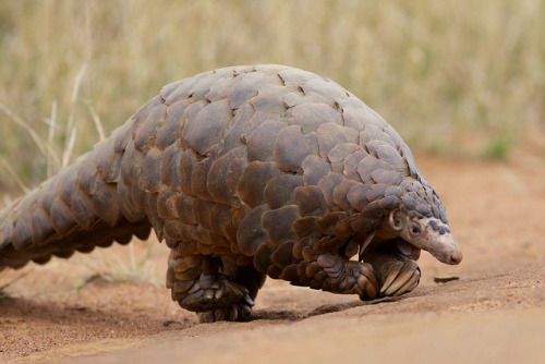 rhamphotheca:Ground Pangolin (Manis temminckii), Madikwe Game Reserve, South Africa.Also known as th