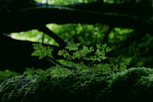 Walking The Woods #294 *june-dec 2017