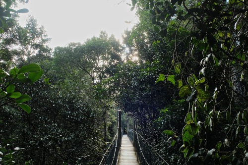 markjbawden: Oreilly Tree Top Walk, Lamington National Park, QLD May 2014