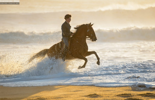 theclassicalhorse:  ©Ekaterina Druz Equine Photography