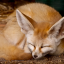cookie-fox
