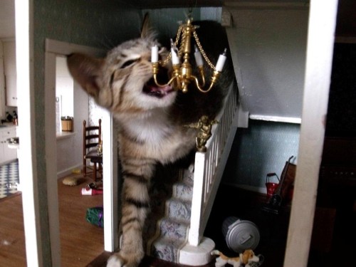 catsbeaversandducks:Cats Breaking Into Doll Houses“I hope Barbie and Ken aren’t allergic.” (images v