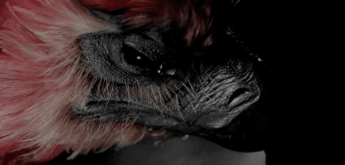 czzerny:    Of course! Phoenix tears have healing powers.    