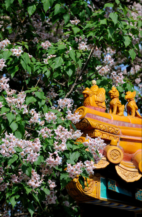 Blossoms of Catalpa bungei in the Forbidden City. 故宫博物院