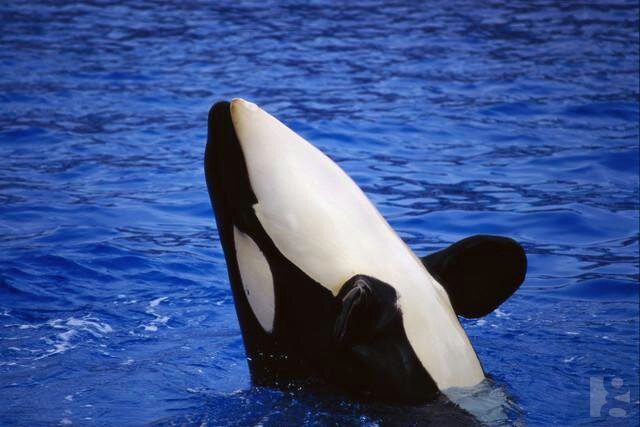 Captive Orca Profiles — Name: Splash Sex: Male Bloodtype: 100%