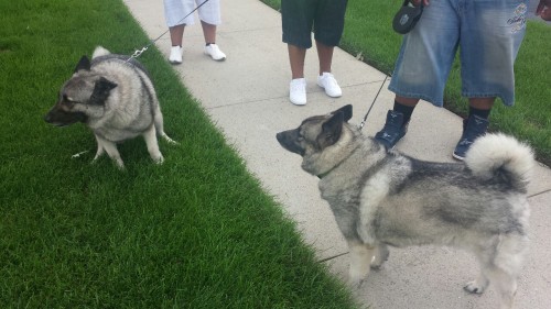 Hanging with thejungleofmufasa, lost4thought and jb365 walking their Norwegian Elkhound pups Koddo and Poddo.