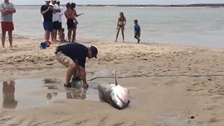 sizvideos:  Rescuing a sharkVideo