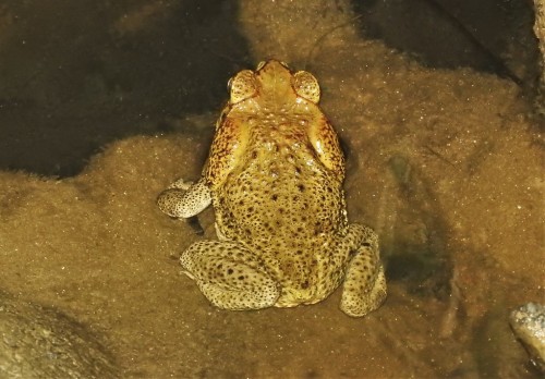 A pair of giant toads [Rhinella horribilis] enjoying a refreshing dip in a stream in Antioquia, Colo