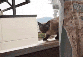 hotfacedescort:  getpaulhoward:  Hope everyone has a better Saturday then this cat!!! 