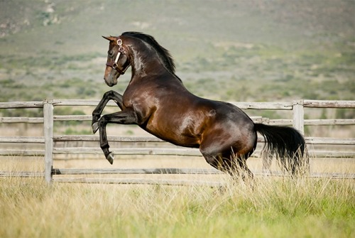 akingdomofhorses:  161/⚜ Gorgeous ThoroughbredsPotala Palace, 2008 South African Thoroughbred Stallion