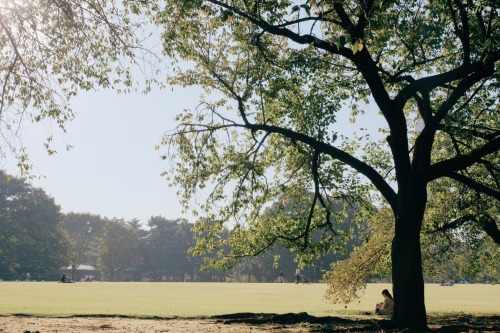 fleur-de-fleurs: Autumn scene. 秋の公園。