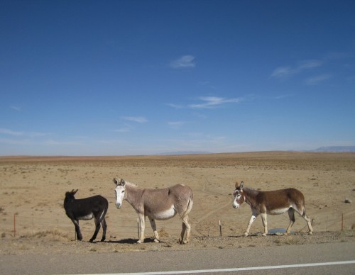deanschlichting:  Three shades of Donkey, Navajo nation, AZ USA