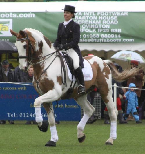all-the-horses: Westhills Jasper BJames Bnot x OriskaDutch Warmblood, Stallion16.3hhBorn 2002