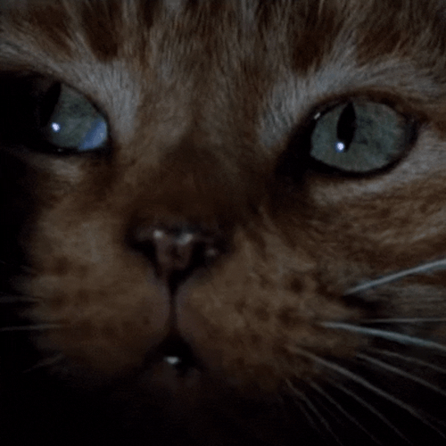 cineemaa:  cats in horrorblanche in house (1977)winston churchill in pet sematary