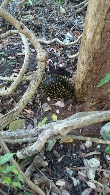 to-just-be-me:  Beach with Rizm. Plus Echidna butt!!