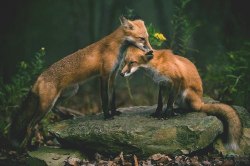 imafoxontherun:  Shhh. it’s no big deal. I’m here. Noone can keep us apart. 