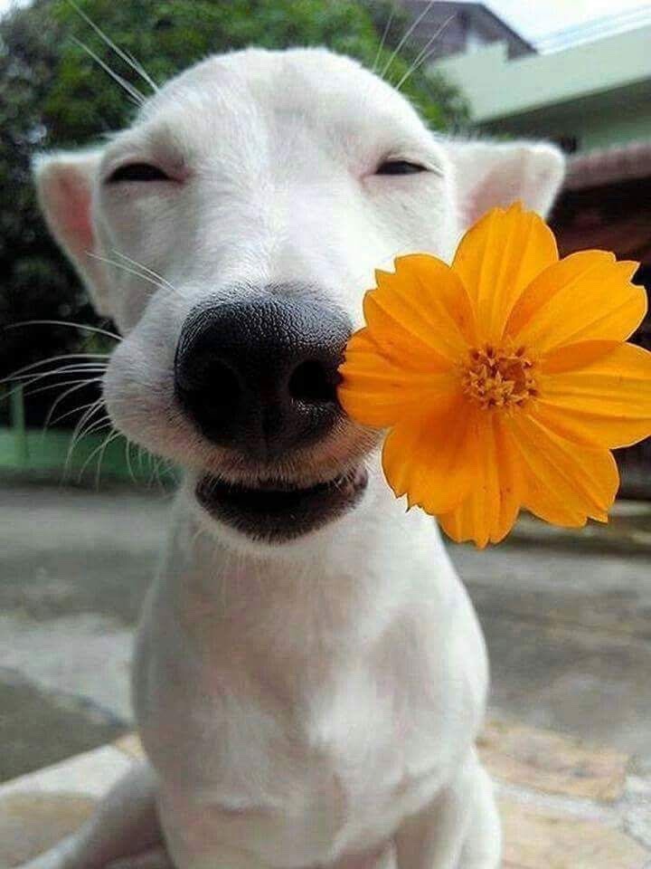 brookbooh:Dogs and flowers!! :D