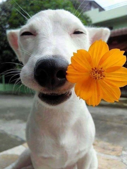 Sex brookbooh:Dogs and flowers!! :D pictures