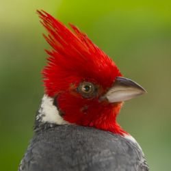 llbwwb:  Brazilian Cardinal Up Close and Personal (by JimBoots) 