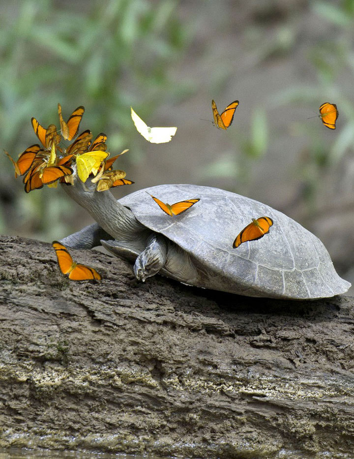 Butterflies drinking turtle&rsquo;s tears to survive&hellip;